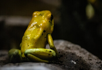 frog on a tree