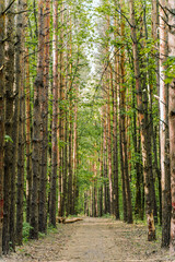 Fototapeta forest path among the trees. view to spring forest with trees. lots of trees, summer or spring, outdoor walking. nature conservation concept