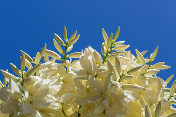 Wall Mural - Blooming palm tree close up. Sunny day. Travel concept, sea vacation and travel. Yellow flowers on a palm tree. A Date Palm Tree Flowers