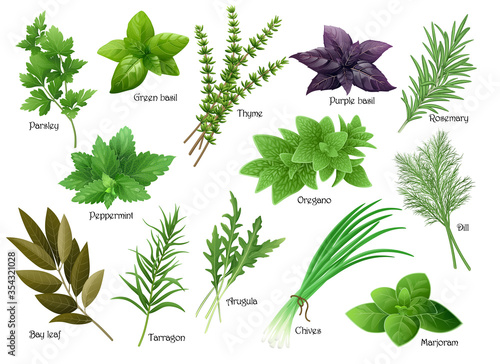 Fotografía Fresh herbs collection: arugula, dill, parsley, green chives, oregano, green and purple basil, marjoram, thyme, tarrgon, bay leaf, peppermint, rosemary
