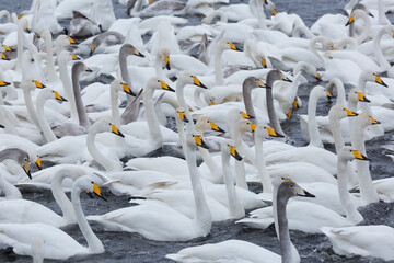 Wall Mural - A flock of Whooper swan and ducks wintering on the thermal lake Svetloe (Lebedinoe), Altay, Russia