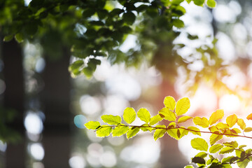 Wall Mural - Closeup nature view of green beech leaf on spring twigs on blurred background in forest. Copyspace make using as natural green plants and ecology backdrop