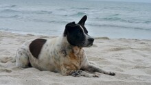 Sad Or Tired Black White Dog Lie On Sandy Beach On Sea Water Background. Summertime And Turquoise Sea Waves