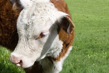 Close-up three quarter view of head and face of young red with white face Hereford calf outside on a sunny day