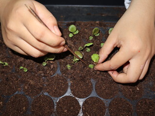 Gardeners' hands carefully grasp salad saplings in a black nursery tray so the saplings are strong and growing ready for planting in the soil.