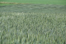 A Green Grain Field As A Close-up