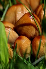 Group of brown mushrooms on a spring meadow. Close up.