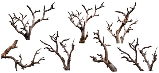 Wall Mural - set of dead tree isolated on a white background