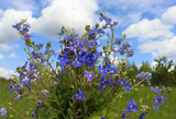 Fototapeta Na sufit - A bouquet of wild flowers, forget-me-nots against a blue sky with white clouds and green grass on a Sunny day.