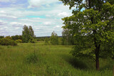 Fototapeta Na sufit - On a green spring meadow grow in places groups of trees and bushes against a cloudy sky