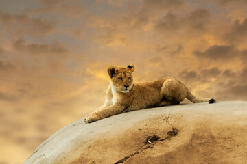 Wall Mural - Lion cub