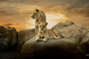 Wall Mural - Standing guard