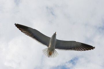 Canvas Print - A white gull soars in the blue sky, a gull flies