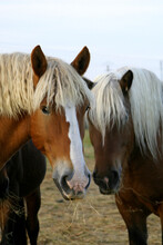 Draught Horses, France