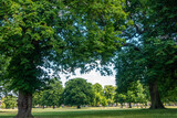 Fototapeta Na ścianę - Horse chestnut trees in Prospect Park in Reading, UK on a sunny summer day.