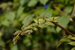 leaves of Japanese angelica tree - Aralia elata. It is called 