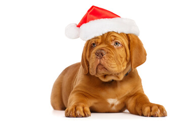 Wall Mural - Puppy dog in a Santa Claus hat. Dogue de Bordeaux