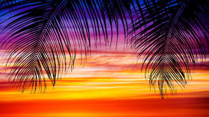 Wall Mural - Palm trees silhouettes during sunset.