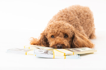 Canvas Print - Apricot poodle with moey dollar bills  isolated on a white background