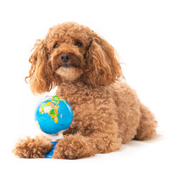 Poster - Small Apricot Poodle  Isolated On White Background