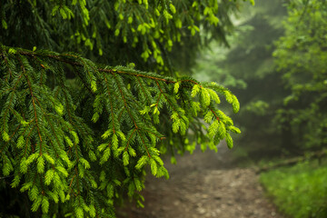 green leaves in the forest