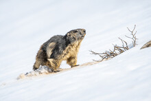 Marmottes Sur La Neige En Montagne