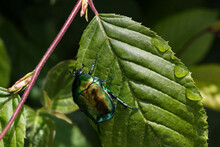 Macro Photo Of Cetonia Aurata On A Green Leaf