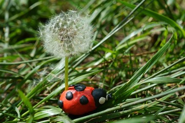 Poster - Figure of a ladybug made of plasticine in the grass. A dandelion is inserted into the ladybug.