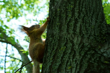 squirrel on tree