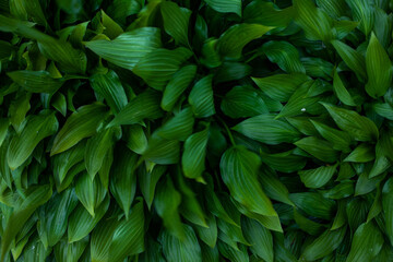 Green fresh leaves closeup in the natural environment