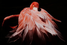Wildlife. Bird Watching. Isolated Pink Flamingo Portrait With A Dark Background. Beautiful Feathers Creating Motion Sensation. 