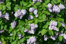Blue-lavender Lilac Variety “Prezident Grevy" Flowering In A Garden. Latin Name: Syringa Vulgaris..