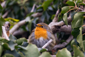 robin on a twig