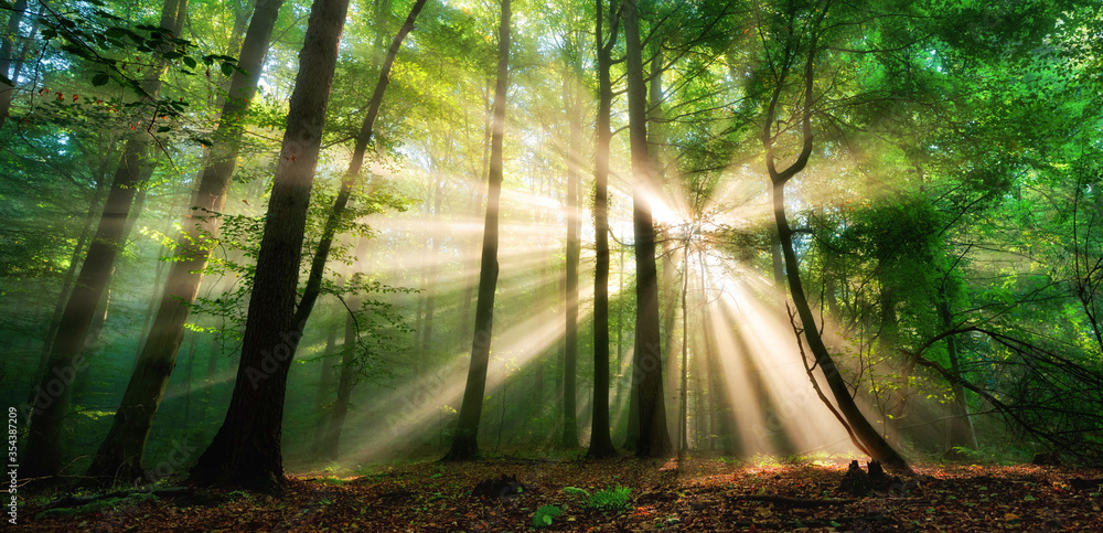 Luminous rays of sunlight shining through the mist and green foliage in a forest clearing, a panoramic landscape  - obrazy, fototapety, plakaty 