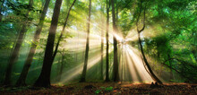 Luminous Rays Of Sunlight Shining Through The Mist And Green Foliage In A Forest Clearing, A Panoramic Landscape 