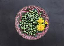 Dandelion Buds, Capers In An Old Metal Bowl. Young Unblown For Pickling On Concrete Background. Harvest Edible Spring Dandelion.