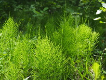 Forest Horsetail In The Shade Of Trees In Summer. Medicinal Plant Horsetail Forest And Field. Horsetail Meadow View From Above. Green Grass Background In Eco-style
