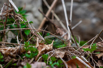 Lizard Lacerta viridis in mountains