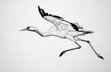 Common Crane (Grus Grus) Bird Sketch