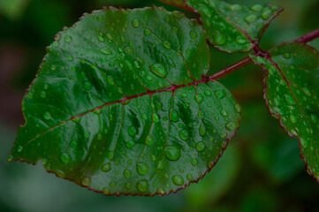 green fresh grass with drops of morning water dew after rain, nature background with raindrop, backdrop leaf plant closeup, flora macro 