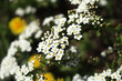 © Maksim - White small flowers of Thunberg spirea Spiraea thunbergii bush in blossom.