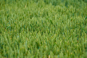 Wall Mural - Wheat field in the rain