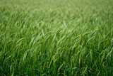Fototapeta  - Wheat field in the rain