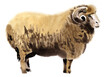 Watercolor illustration of a ram