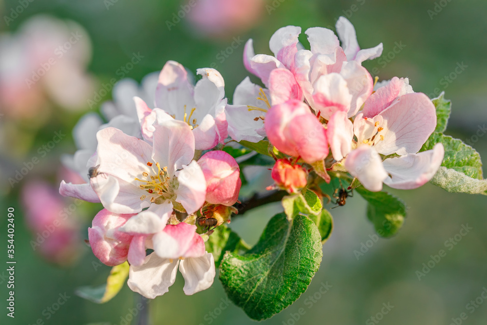 Blooming apple tree with white and pink flowers - obrazy, fototapety, plakaty 