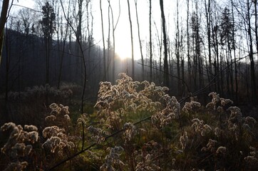 Selective focus of the white woolgrass in the forest gleaming under the sun rays