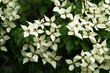 Dogwood blooming in the Spring in Portland, Oregon