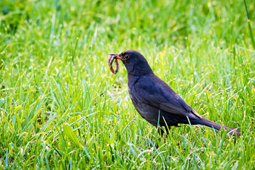 Common blackbird with worms in his beak (Turdus merula)	