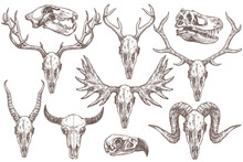 Vector Collection Of Hand Drawn Animals Skulls. Sketch Skulls Of Eagle, Dinosaur T-rex, Lion, Antelope, Sheep, Deer, Elk, Moose And Buffalo. Engraved Set Of Skeletons