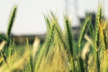 Green wheat ears in field
